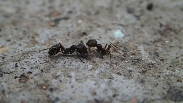 Ant fighting with a half ant
