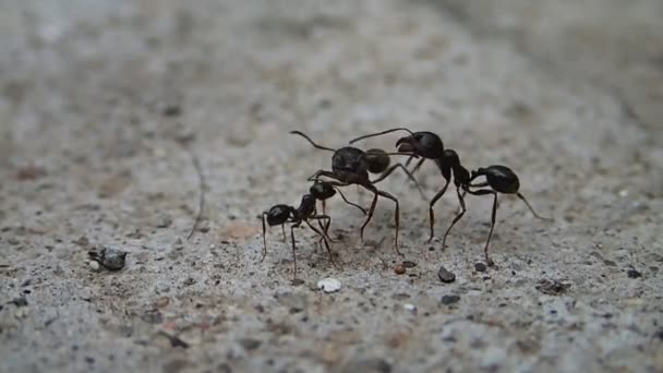 Встреча муравьёв — стоковое видео