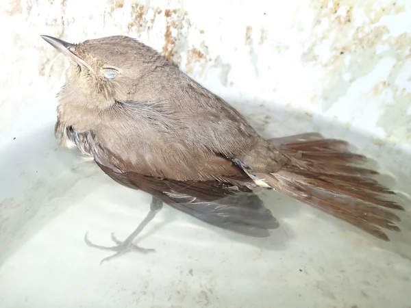 Vogel im erfrischenden Wasser — Stockfoto