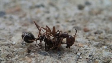 Yarım karınca başka bir karınca ile mücadele