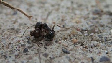 Başka bir karınca bir kafa ile mücadele karınca