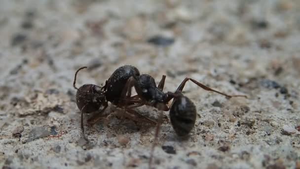 Hormiga tratando de matar a otra hormiga — Vídeos de Stock