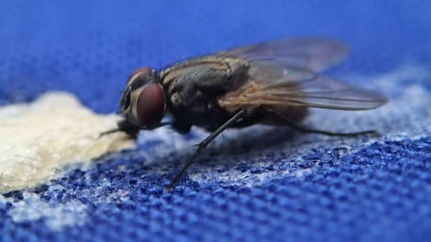 Fly eating — Stock Video