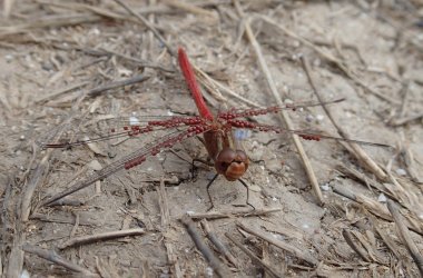 Red dragonfly with parasites clipart