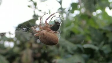 Bir çekirge zehir enjekte örümcek