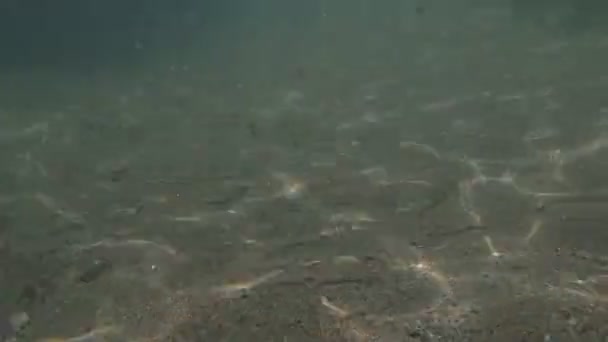 Groupe de poissons de mer 