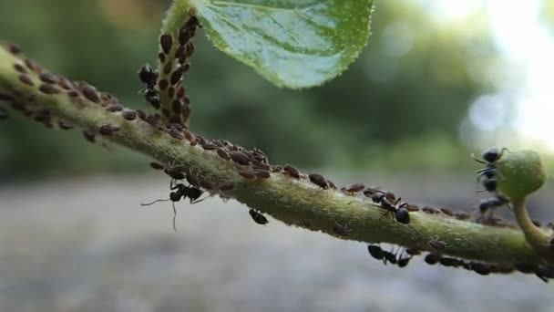 Karıncalar ve yaprak biti — Stok video