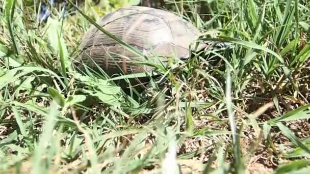 Kaplumbağa çim — Stok video