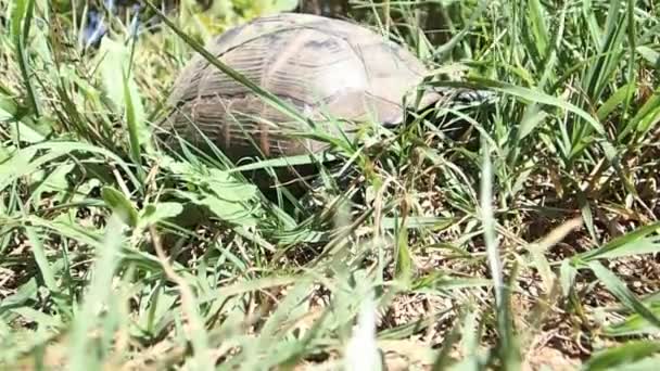 Tortue dans l'herbe 