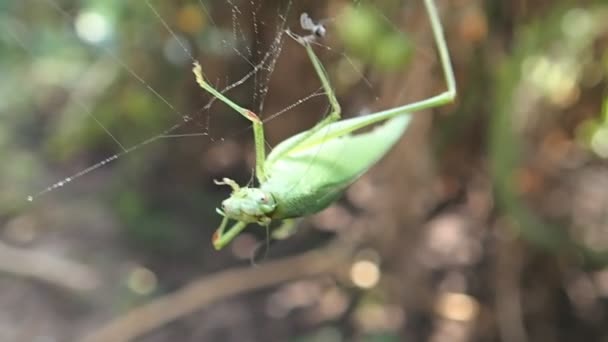 Gafanhoto em uma teia de aranha — Vídeo de Stock