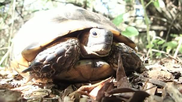 Schildkröte im Wald — Stockvideo