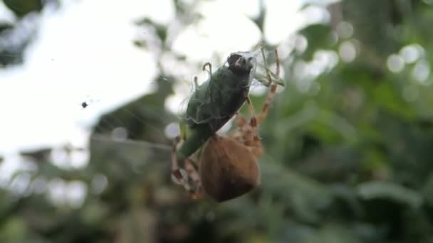 Pók arra készül, hogy eszik egy szöcske — Stock videók