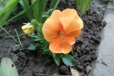 Bahçede renkli pansey çiçeği