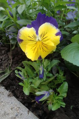 Bahçede renkli pansey çiçeği