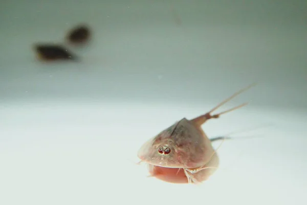 Tadpole shrimp swimming in water