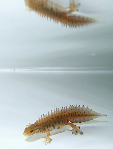 Armalı Semender Triturus kristal semenderi