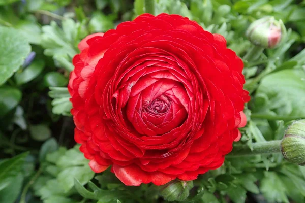 Renkli Ranunculus çiçeği bahçede