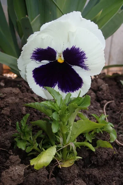 Bahçede renkli pansey çiçeği