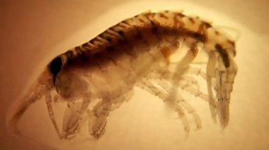 Mikroskop camında deniz karidesi