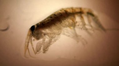 Mikroskop camında deniz karidesi