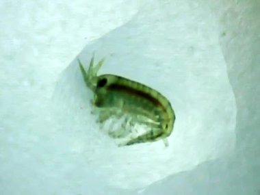 Mikroskop camında deniz karidesi