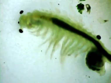 Mikroskop camında Artemia karidesi