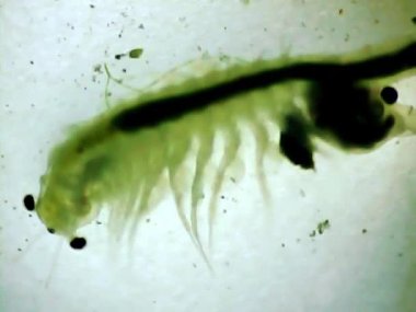 Mikroskop camında Artemia karidesi