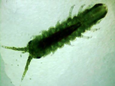 Mikroskop camında deniz karidesi