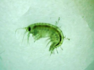 Mikroskop camında deniz karidesi