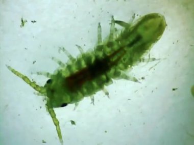 Mikroskop camında deniz karidesi