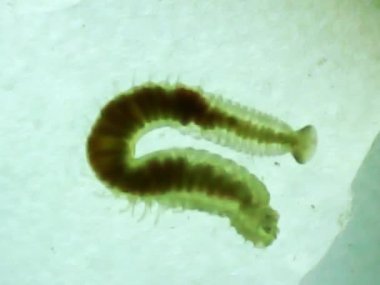 Marine worm on a microscope glass