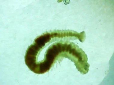 Mikroskop camında deniz solucanı