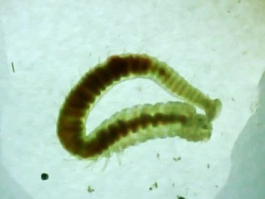 Mikroskop camında deniz solucanı