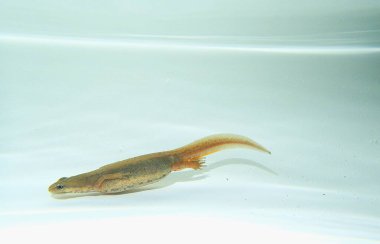 Armalı Semender Triturus kristal semenderi