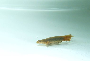 Armalı Semender Triturus kristal semenderi