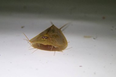 Kurbağa yavrusu suda yüzüyor.