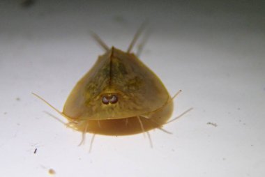 Kurbağa yavrusu suda yüzüyor.