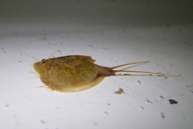 Kurbağa yavrusu suda yüzüyor.