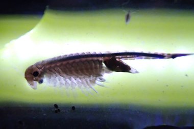 Mikroskop camında peri karidesi