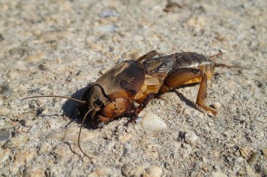Avrupa 'da çimento üzerinde köstebek kriketi