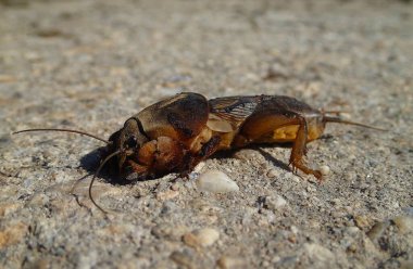 Avrupa 'da çimento üzerinde köstebek kriketi