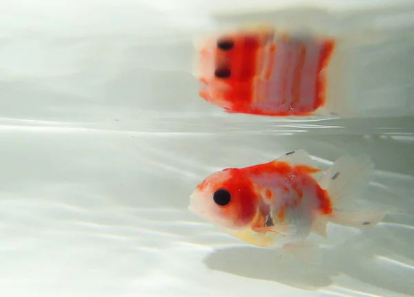 Suda yüzen goldfish