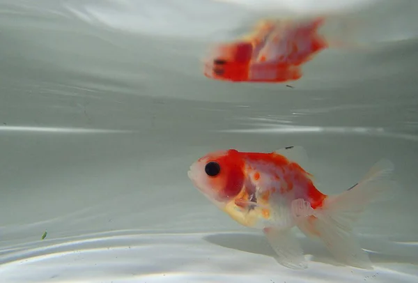 Suda yüzen goldfish