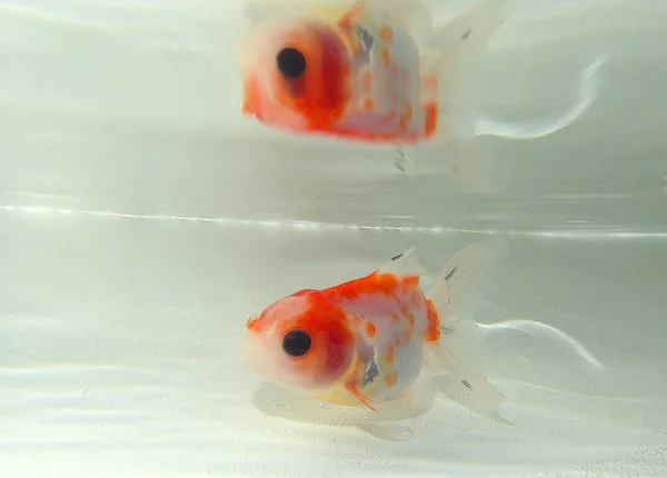 Suda yüzen goldfish