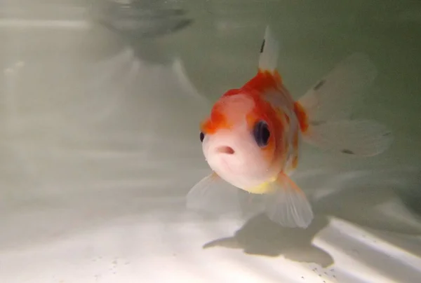 Suda yüzen goldfish