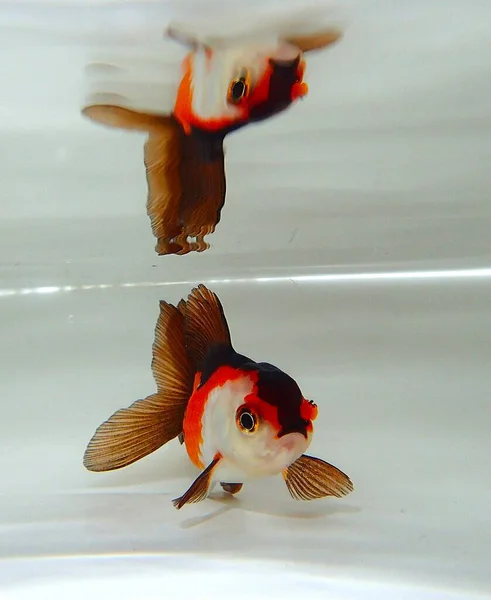Suda yüzen goldfish