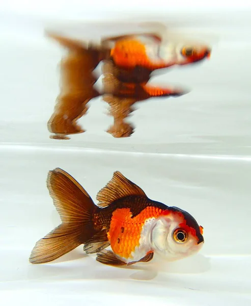 Suda yüzen goldfish