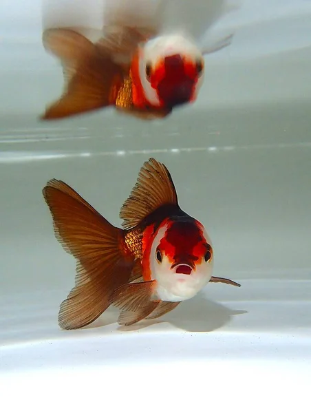 Suda yüzen goldfish