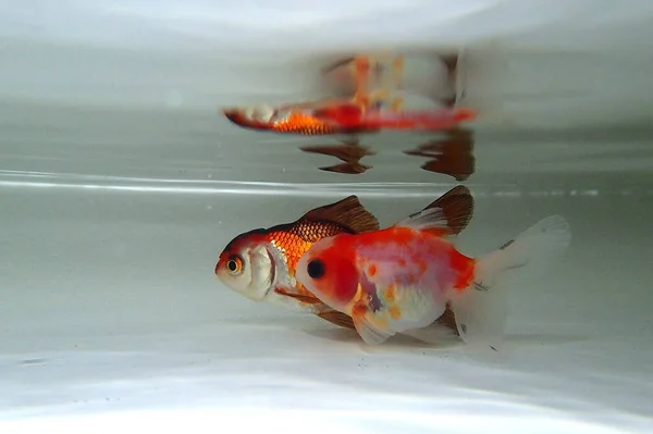 Suda yüzen goldfish