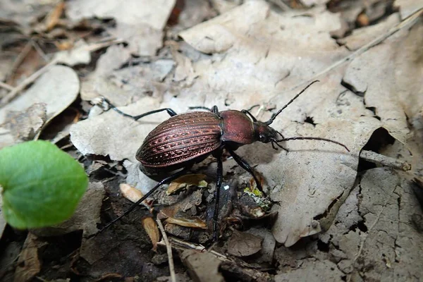 Kahverengi böcek yerde.